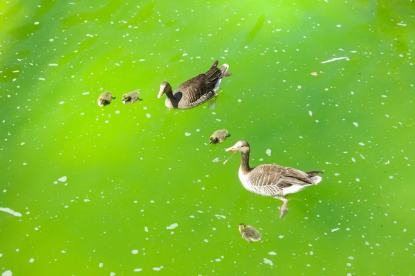 Family of ducks in pond — Stock Photo, Image
