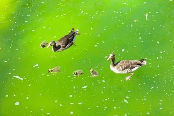 Familia de patos en estanque — Foto de Stock