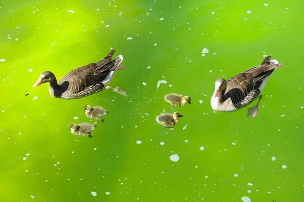 Family of ducks in pond — Stock Photo, Image