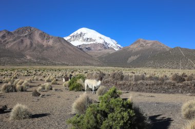 Andean peyzaj llamas sürüsü ile