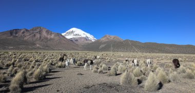 Andean peyzaj llamas sürüsü ile
