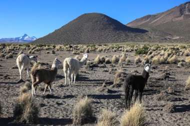 Andean peyzaj llamas sürüsü ile