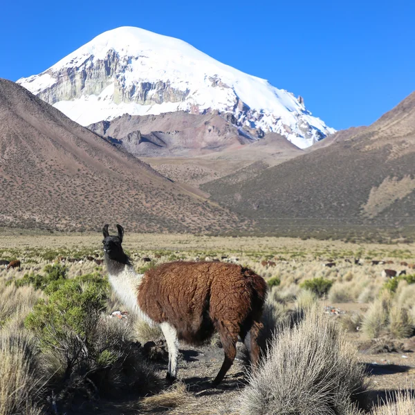 Le paysage andin avec troupeau de lamas — Photo