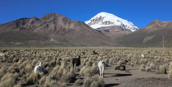 A paisagem andina com rebanho de lhamas — Fotografia de Stock