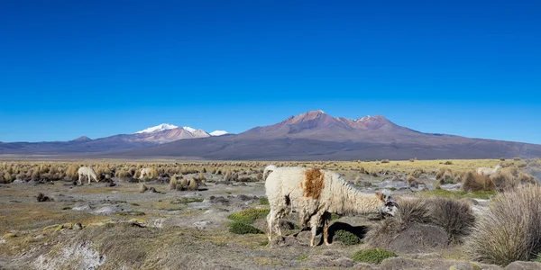 Manada de lhamas andinas, pastando nas terras altas dos Andes — Fotografia de Stock