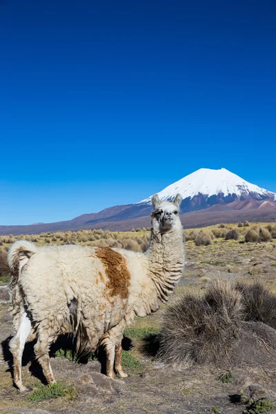 Una llama en las montañas andinas, Parque Sajama, Bolivia , — Foto de Stock