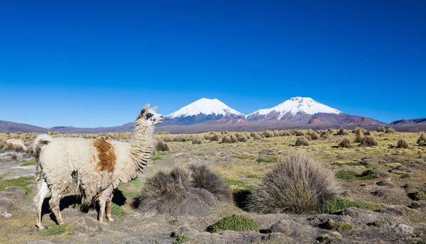 Troupeau de lamas andins, pâturage dans les hauts plateaux des Andes — Photo