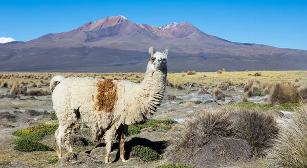 Le paysage andin avec volcan Prinacota, Bolivie — Photo