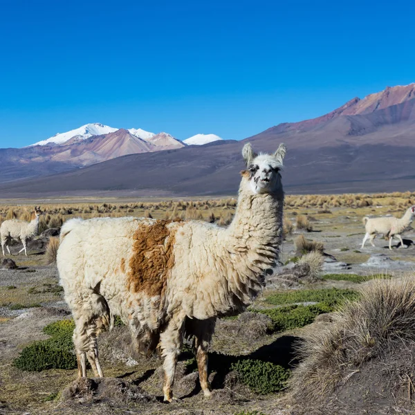 Una llama en las montañas andinas, Parque Sajama, Bolivia , — Foto de Stock