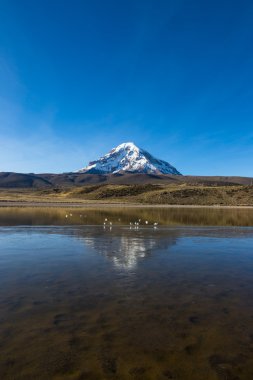 Sajama volkan ve göl Huanacota. And Bolivya