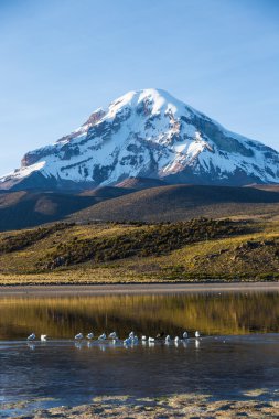 Sajama volkan ve göl Huanacota. And Bolivya