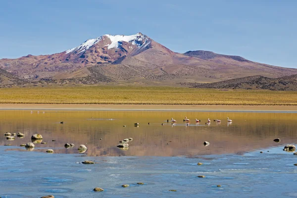 Flamingos in der Lagune Huaynacota im Naturpark Sajama. Bolivien — Stockfoto