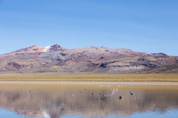 Flamencos en la laguna Huaynacota en el Parque Natural de Sajama. Bolivia —  Fotos de Stock