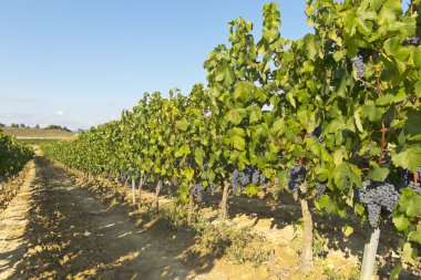 Landscape of vineyard clipart