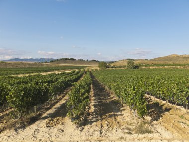 vineyard peyzaj