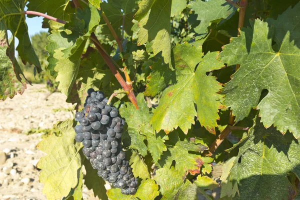 Czerwone winogrona Grapevine tuż przed zbiorem — Zdjęcie stockowe