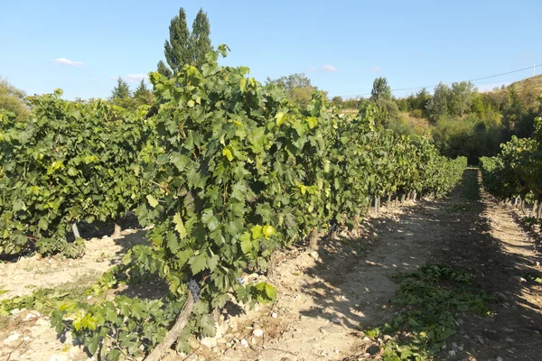 Vista de un viñedo en La Rioja, España — Foto de Stock