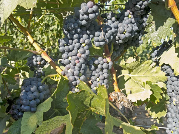 Uve rosse sulla vite poco prima della vendemmia — Foto Stock