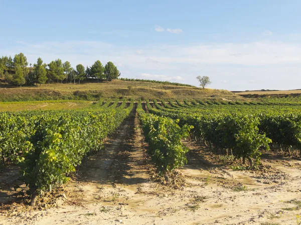 Blick auf einen Weinberg in La Rioja, Spanien — Stockfoto