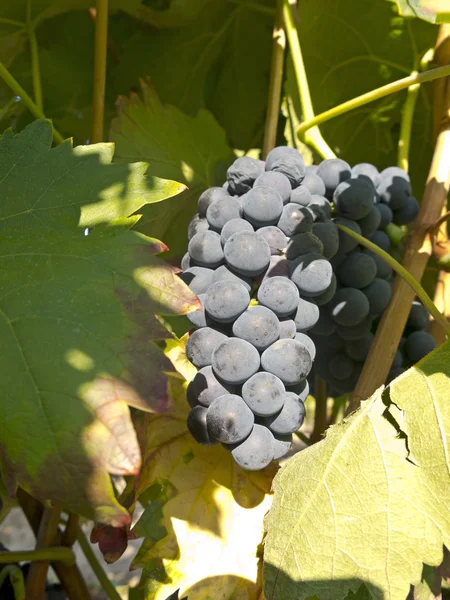Red grapes on grapevine just before harvesting — Stock Photo, Image