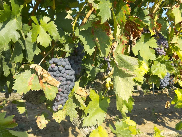 Vignoble à la Rioja avant la récolte, Espagne — Photo