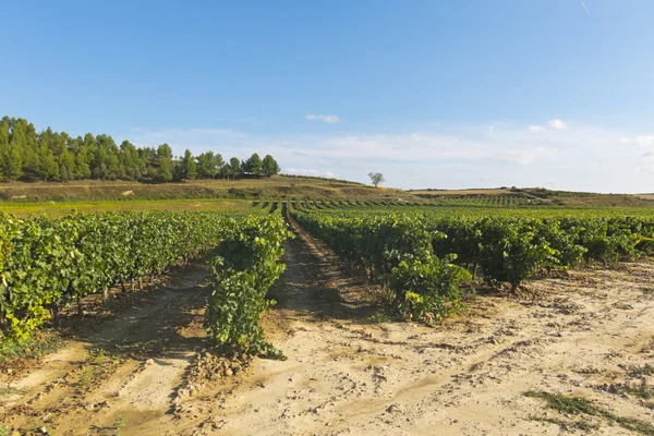 Vista de un viñedo en La Rioja, España —  Fotos de Stock