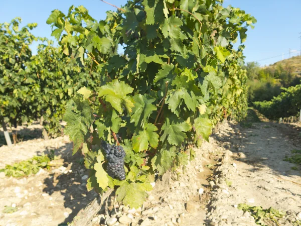 Vista de um vinhedo em la rioja, Espanha — Fotografia de Stock