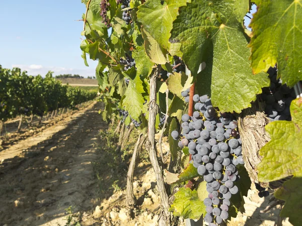 Vinhedo em la Rioja antes da colheita, Espanha — Fotografia de Stock