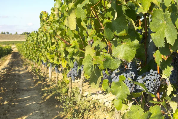 Vingård i la Rioja före skörden, Spanien — Stockfoto