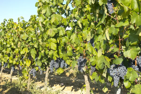 Wijngaard in la Rioja vóór de oogst, Spanje — Stockfoto