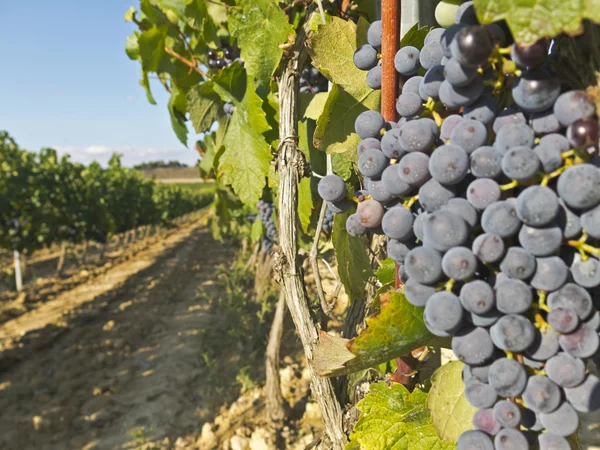 Vinhedo em la Rioja antes da colheita, Espanha — Fotografia de Stock