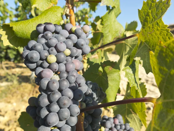 Vigneto a la Rioja prima della vendemmia, Spagna — Foto Stock