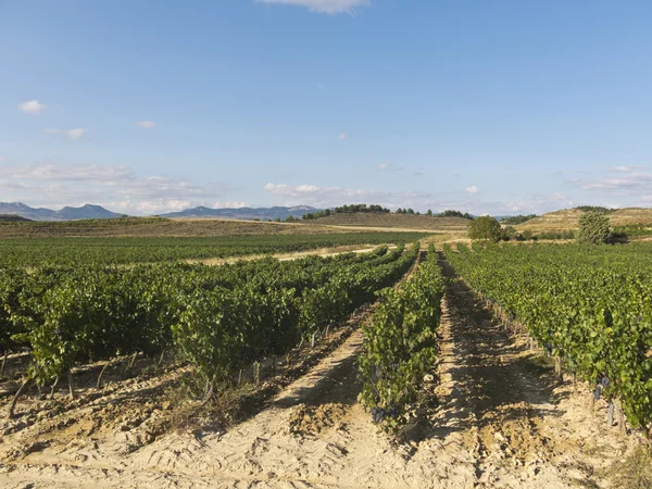 Blick auf einen Weinberg in La Rioja, Spanien — Stockfoto