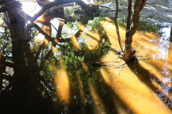 Río Yacuma. Selva boliviana . —  Fotos de Stock