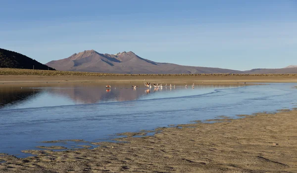 Flamingos in der Lagune Huayncota im Naturpark Sajama — Stockfoto