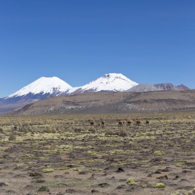 Grup vicuna (Vicugna vicugna) veya vicugna