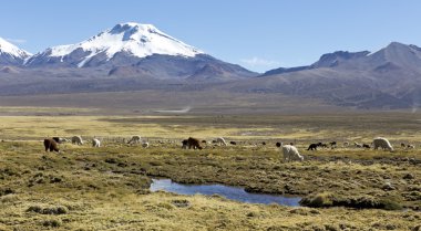 landscape of the Andes Mountains, with llamas grazing. clipart