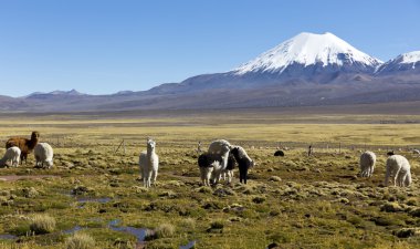 otlatma llamas ile belgili tanımlık Andes dağ manzara.