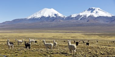 otlatma llamas ile belgili tanımlık Andes dağ manzara.