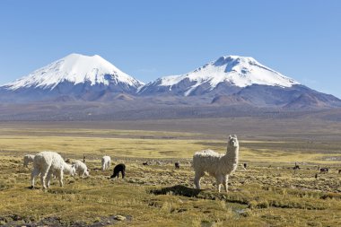 The snowcapped volcanoes Parinacota and Pomerane. Bolivia clipart