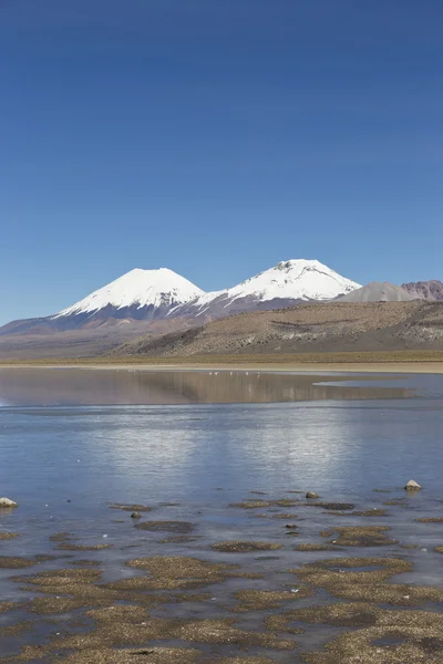 Der sajama nationalpark in ranger von bolivien- — Stockfoto