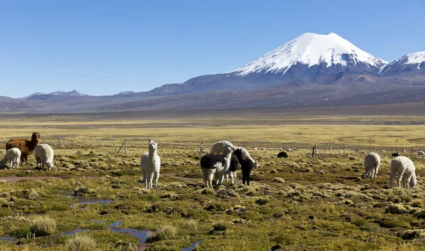 Paysage des Andes, avec pâturage des lamas . — Photo