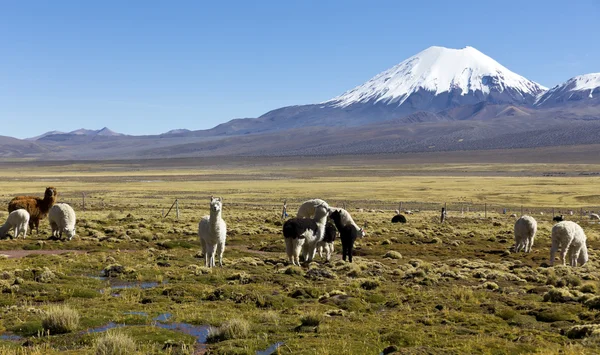 otlatma llamas ile belgili tanımlık Andes dağ manzara.