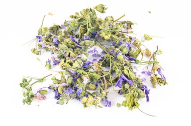 Malva sylvestris beyaz arka planda