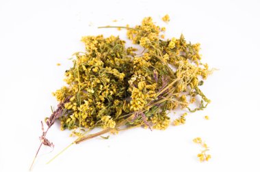 Beyaz arka planda achillea millefolium