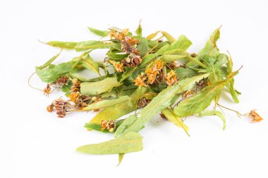 Beyaz arka planda Tilia platyphyllos