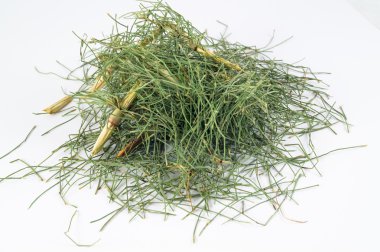 Beyaz arka planda equisetum arvense