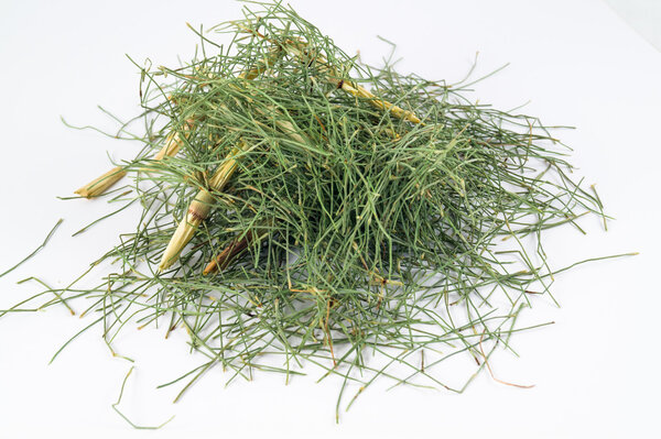 Equisetum arvense in white background