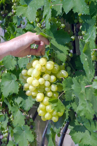 Man in vineyard picking grapes — Stock Photo, Image