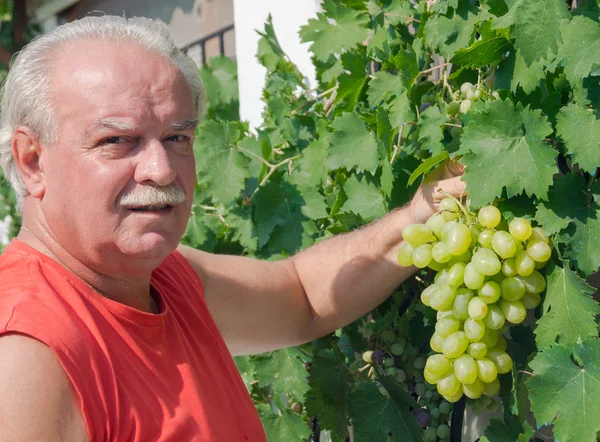 Человек в винограднике собирает виноград — стоковое фото
